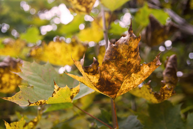 Обои картинки фото природа, листья, осень, желтый, лист