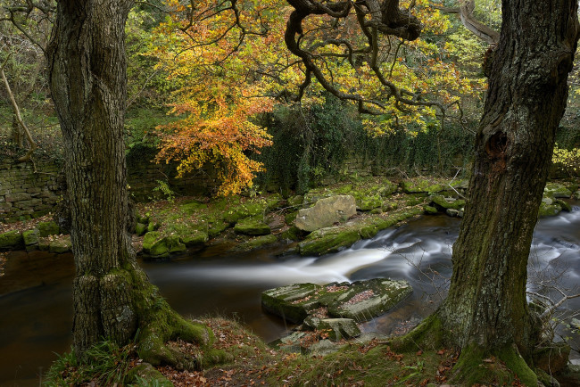 Обои картинки фото природа, реки, озера, осень, лес, река, камни, стволы
