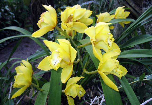 Обои картинки фото цветы, орхидеи, cymbidium
