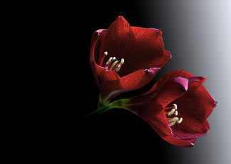 Картинка цветы амариллисы +гиппеаструмы черный фон