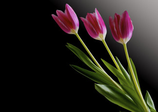Картинка цветы тюльпаны черный фон тюльраны