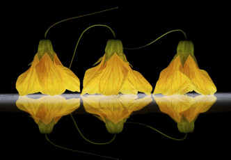 Картинка цветы гибискусы жёлтые трио