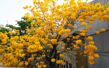Картинка цветы цветущие+деревья+ +кустарники дерево золотой