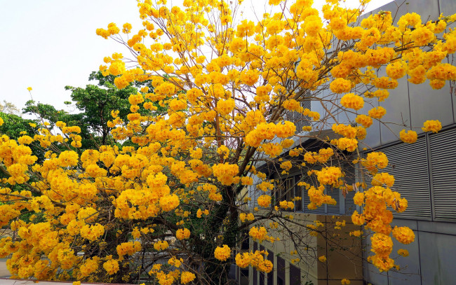 Обои картинки фото цветы, цветущие деревья ,  кустарники, дерево, золотой