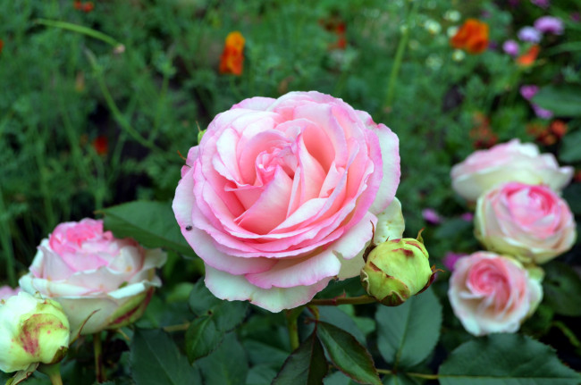 Обои картинки фото цветы, розы, бутоны, розовый