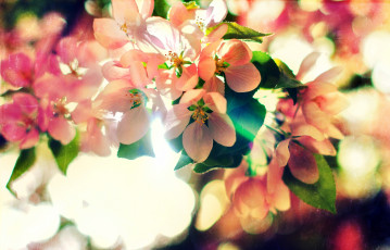 Картинка цветы цветущие+деревья+ +кустарники цветение весна ветки