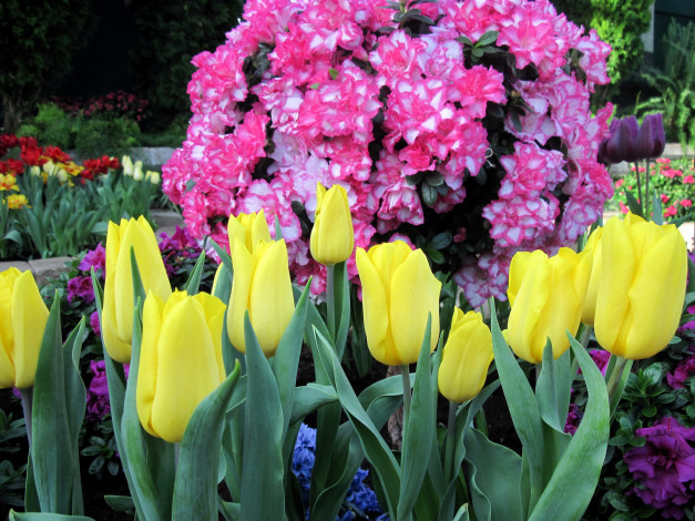 Обои картинки фото цветы, разные вместе, рододендрон, азалия, тюльпаны