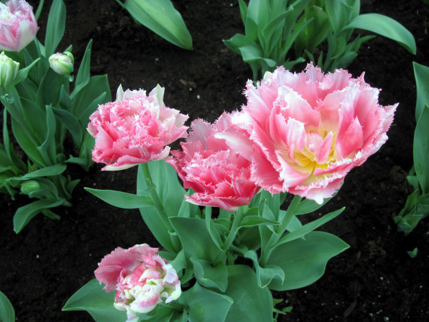 Обои картинки фото цветы, тюльпаны, махровые, розовые
