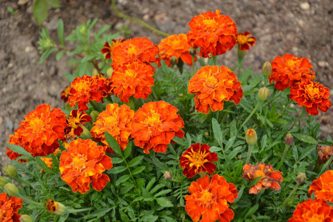 Обои картинки фото цветы, бархатцы, оранжевый, тагетес