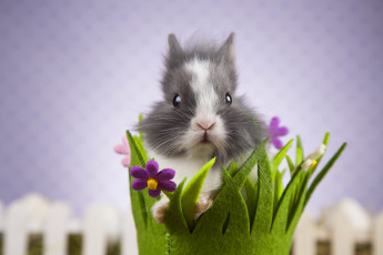 Картинка животные кролики +зайцы корзинка цветы фон кролик