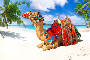 Картинка животные верблюды пляж море верблюд