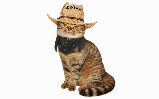 Обои картинки фото животные, коты, шляпа, кот