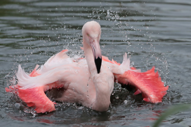 Обои картинки фото животные, фламинго, птица, капли, водоем, брызги, пеликан, природа
