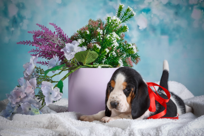 Обои картинки фото животные, собаки, собака, щенок, ведро, цветы, голубой, фон