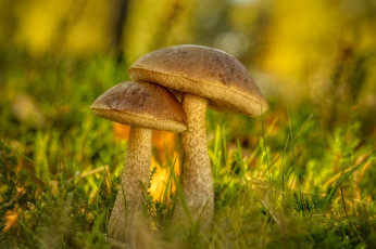 Картинка природа грибы боке лес