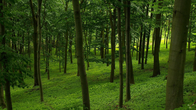 Обои картинки фото природа, лес, трава