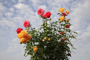 Картинка цветы розы небо букет