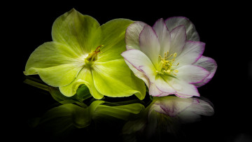 обоя цветы, геллеборус , морозник, отражение