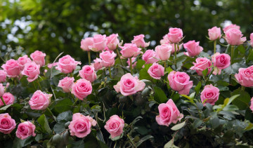 Картинка цветы розы розовые бутоны много