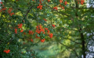 Картинка природа ягоды +рябина дерево рябина