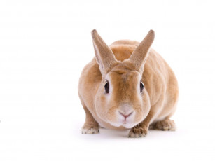 Картинка животные кролики зайцы
