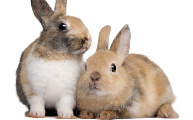 Обои картинки фото животные, кролики, зайцы