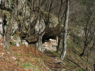 Картинка природа лес пещера