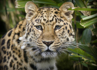 Картинка животные леопарды морда глаза портрет