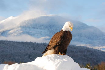 Картинка животные птицы хищники гордость орел снег
