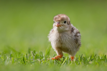 Картинка животные куры петухи птенец цыплёнок трава прогулка