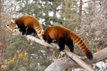 Картинка животные панды парочка лазанье