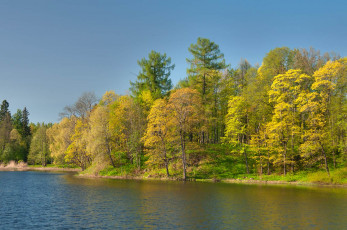 Картинка природа реки озера водоем лес