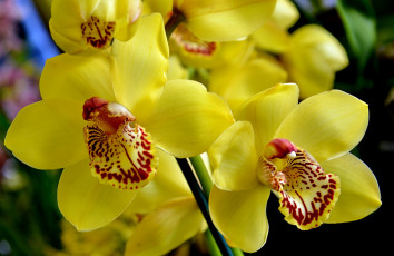 Картинка цветы орхидеи экзотика желтый