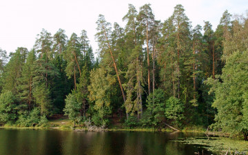 Картинка нижегородский край природа лес берег озеро