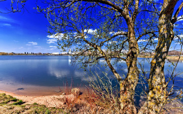 Картинка природа реки озера река дерево берег