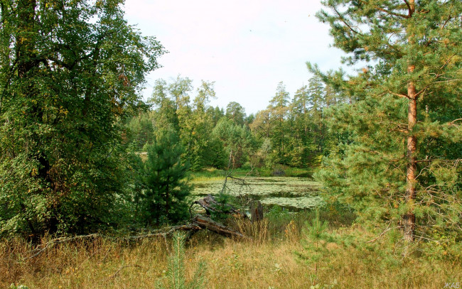 Обои картинки фото нижегородский, край, природа, лес, деревья, озеро