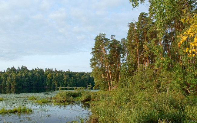Обои картинки фото нижегородский, край, природа, реки, озера, озеро, сосны
