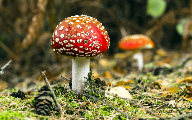 Обои картинки фото природа, грибы, мухомор, лес