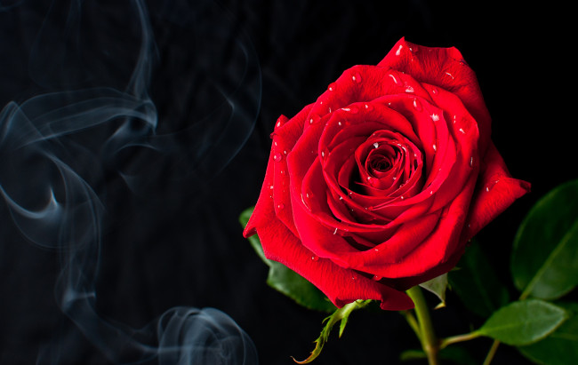 Обои картинки фото цветы, розы, королева, красный, дым