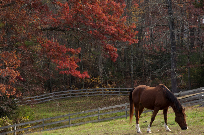 Обои картинки фото животные, лошади, осень, гнедой