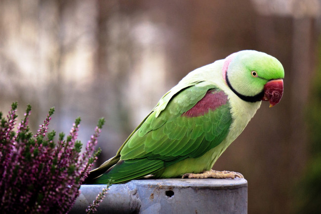 Обои картинки фото животные, попугаи, вереск, зеленый