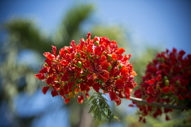 Обои картинки фото цветы, делоникс, королевский, огненное, дерево, тропики, красный