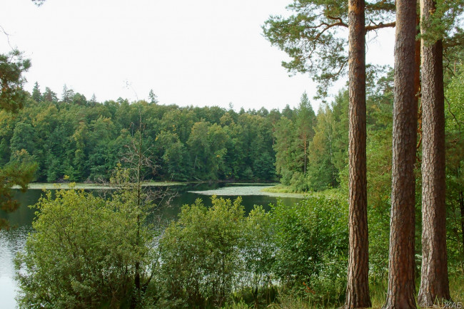 Обои картинки фото нижегородский, край, природа, реки, озера, сосны, лес, озеро