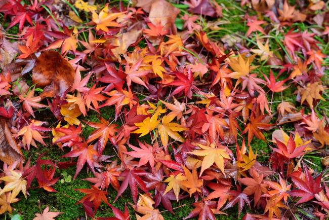 Обои картинки фото природа, листья, осень, листва, клен
