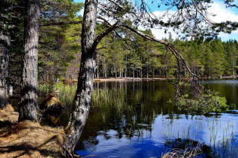 Картинка lapland+finland природа реки озера озеро lapland finland лес