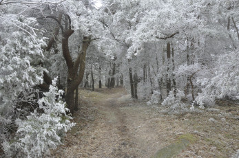 Картинка природа зима дорога иней лес