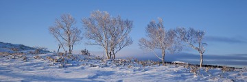 Картинка природа зима поле деревья