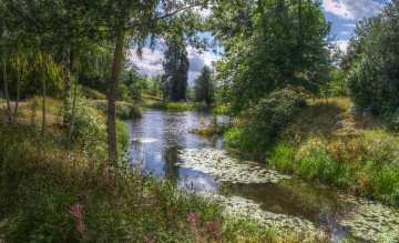 Картинка природа реки озера лето лес река луг трава цветы водоросли