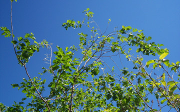 Картинка природа листья синее небо ветви