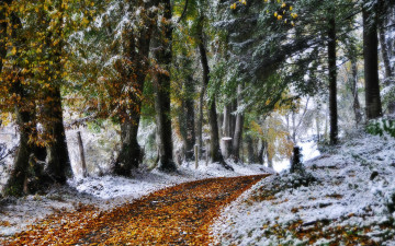 Картинка природа зима снег сосны лес дорога